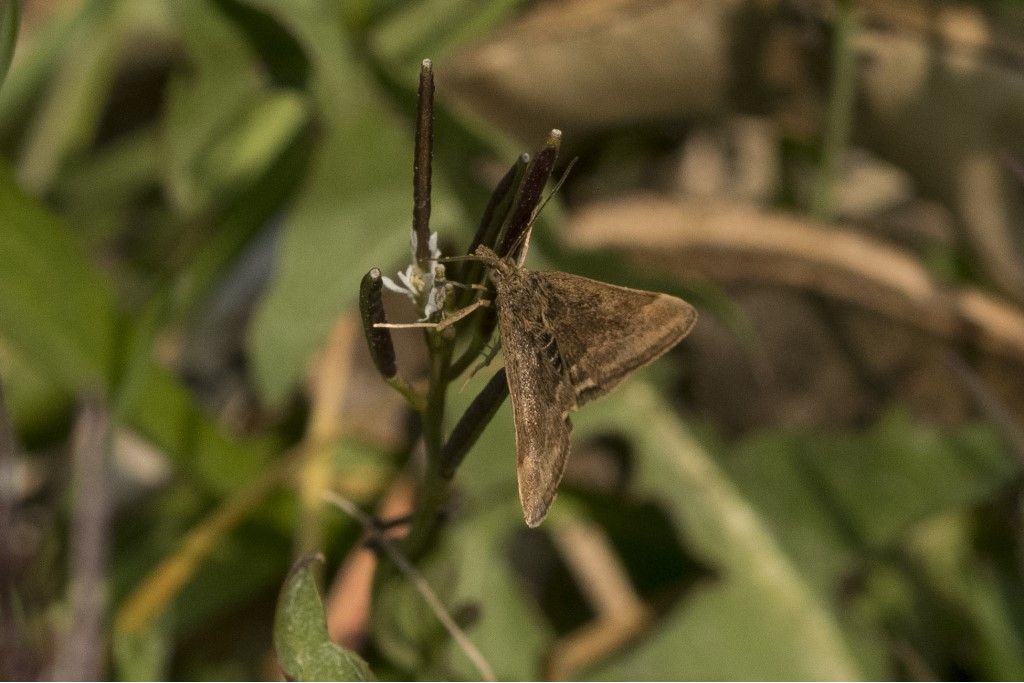 Pyrausta despicata - Crambidae