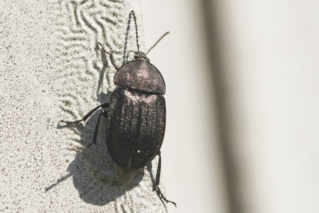 Silphidae: Phosphuga atrata