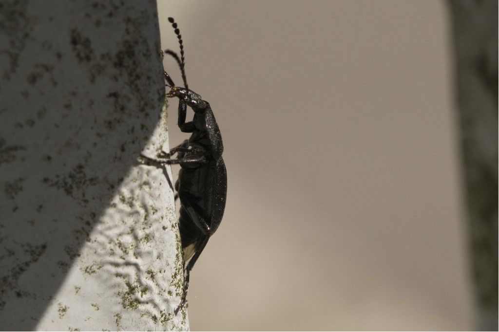 Silphidae: Phosphuga atrata