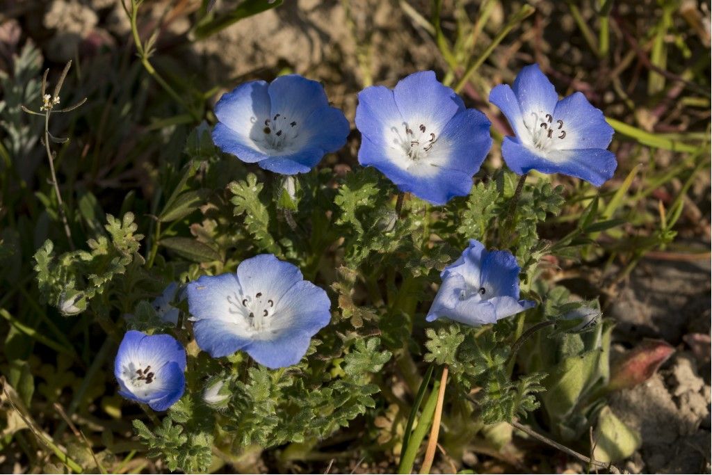 Nemophila menziesii (pianta coltivata sfuggita)