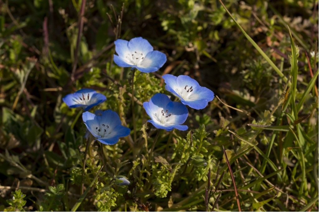 Nemophila menziesii (pianta coltivata sfuggita)