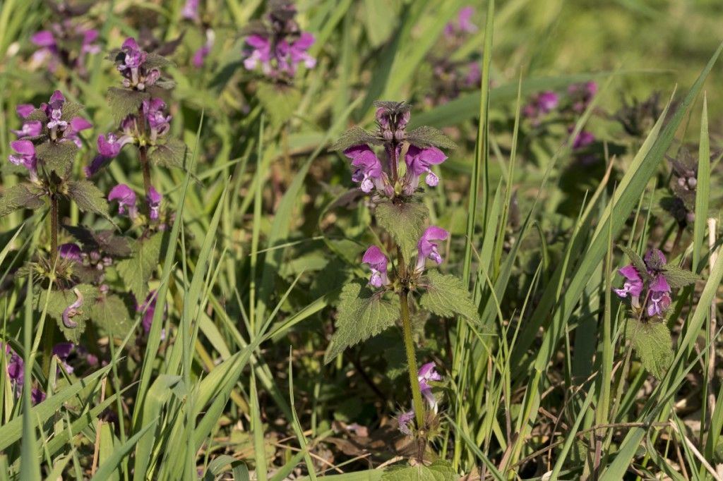 Lamium maculatum