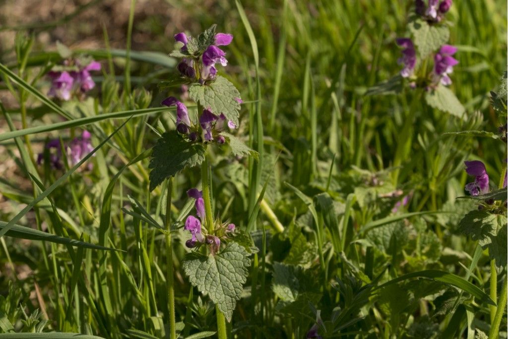 Lamium maculatum