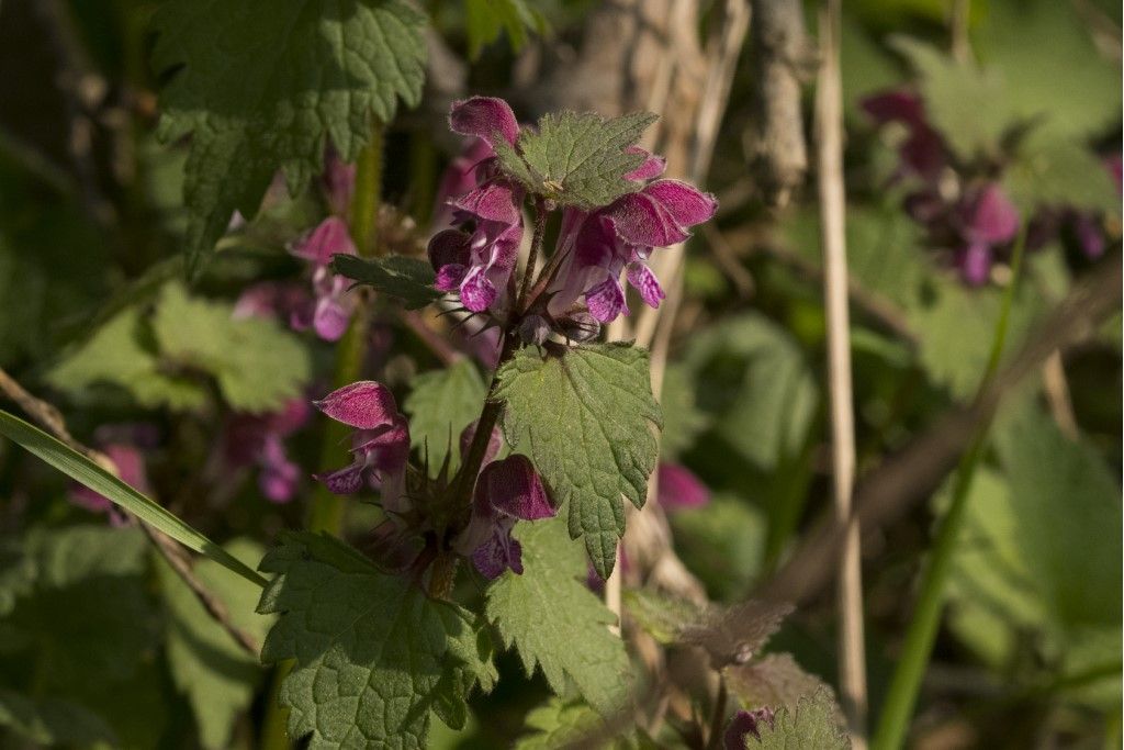 Lamium maculatum