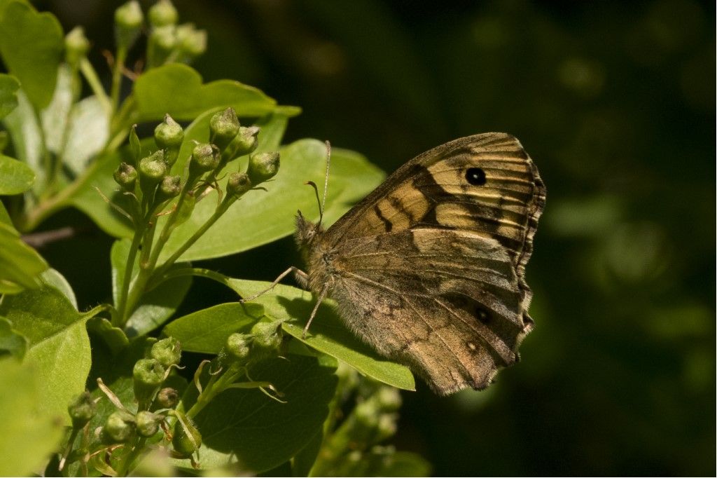 Lasiommata megera ?  No, Pararge aegeria