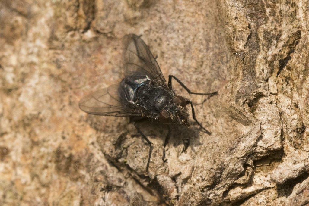 Calliphoridae:  Calliphora vomitoria o Vicina ?