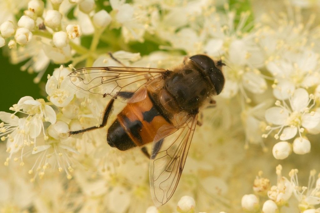 Syrphidae: Eristalis sp.