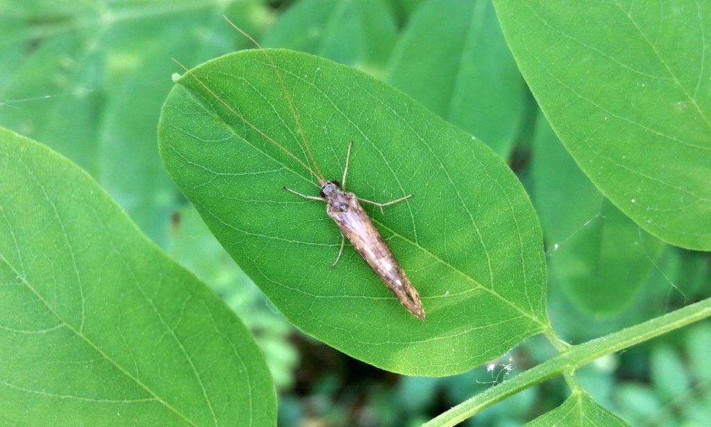 Trichoptera da identificare - Hydropsychidae