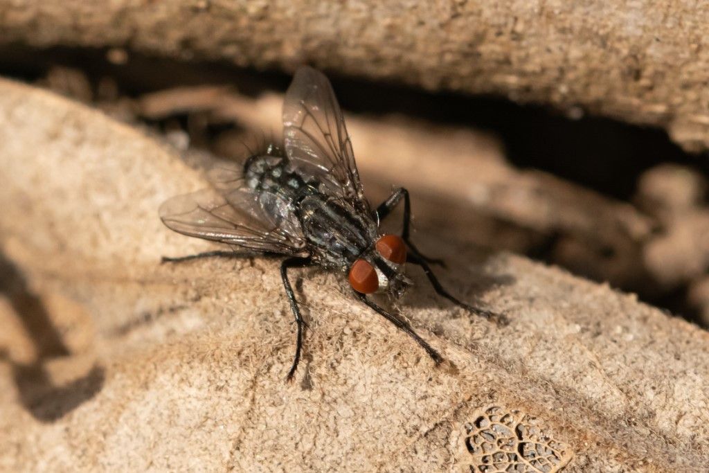 Sarcophagidae da identificare