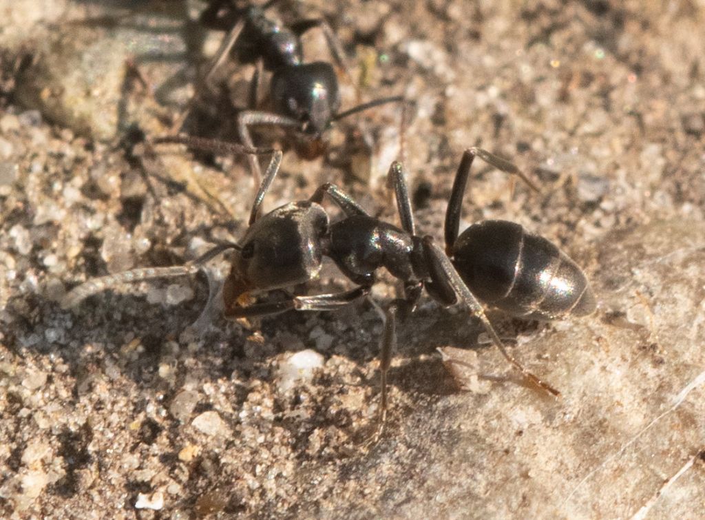 Formicidae: Tapinoma sp ? S.