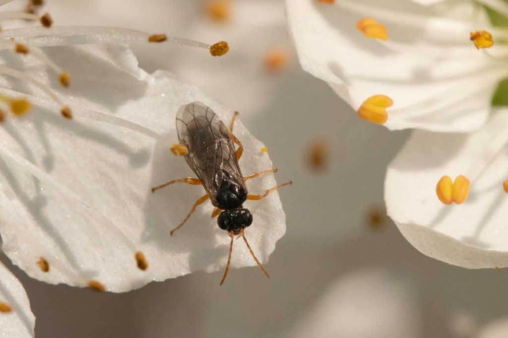 Da determinare: Hoplocampa minuta (Tenthredinidae)