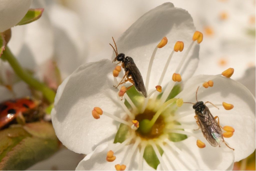 Da determinare: Hoplocampa minuta (Tenthredinidae)