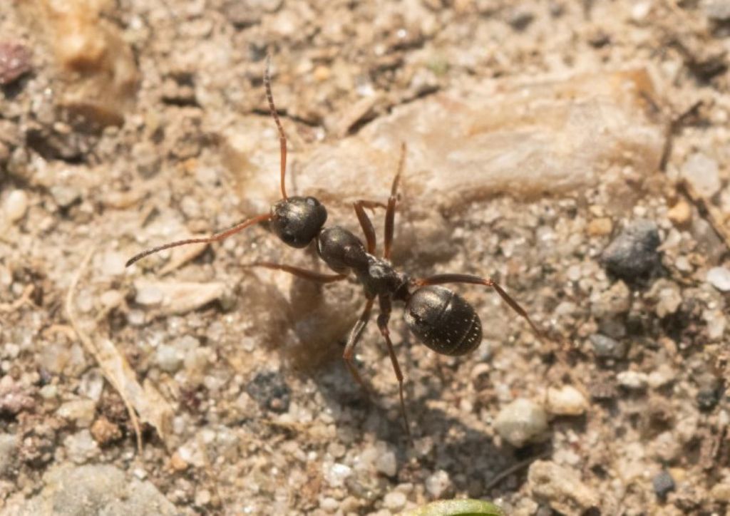 Formica sp. (F. cunicularia o F. cinerea)