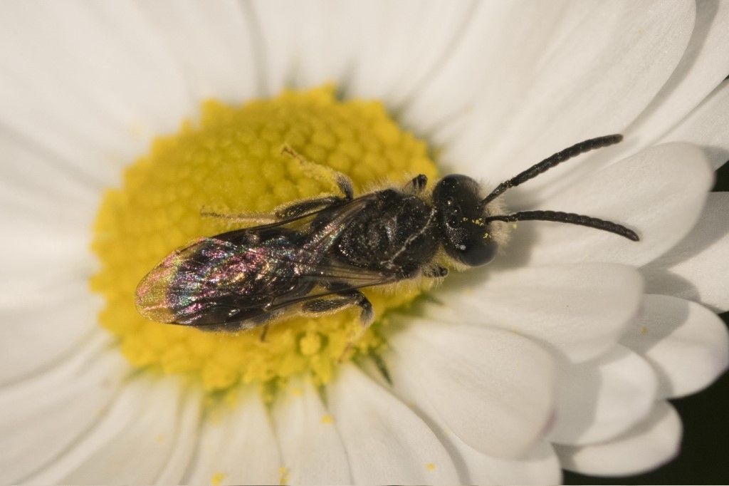 Apidae Halictinae:  Lasioglossum sp., maschio