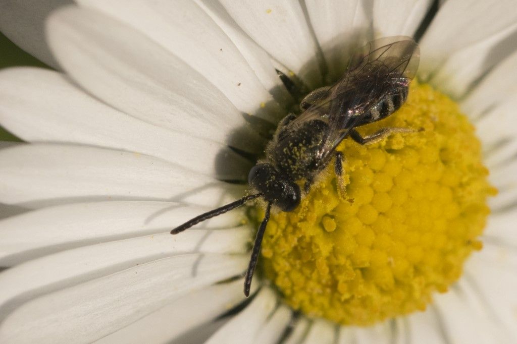Apidae Halictinae:  Lasioglossum sp., maschio