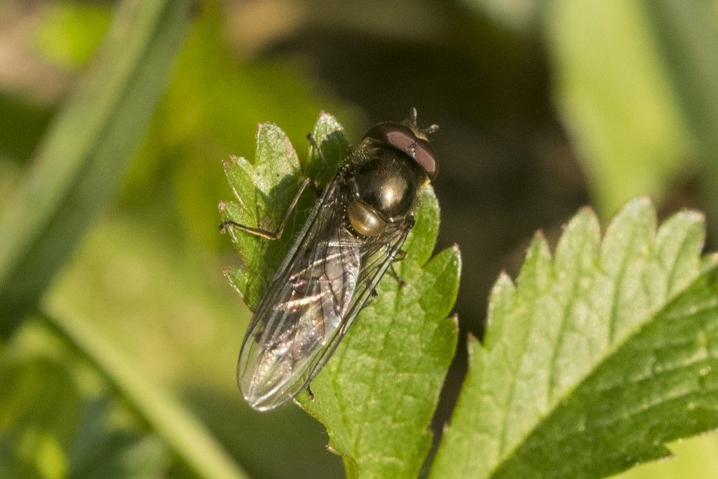Syrphidae: Cheilosia sp., maschio