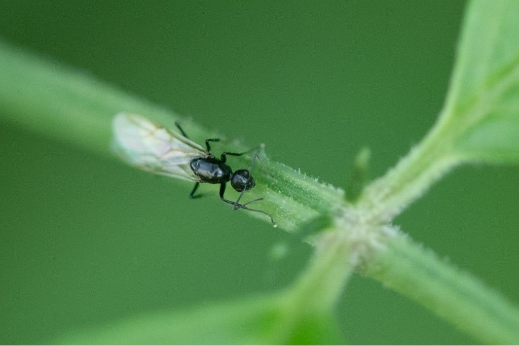 Formicidae sp., maschio