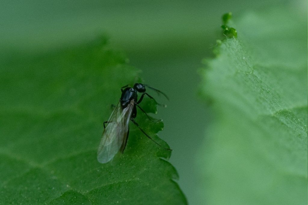 Formicidae sp., maschio