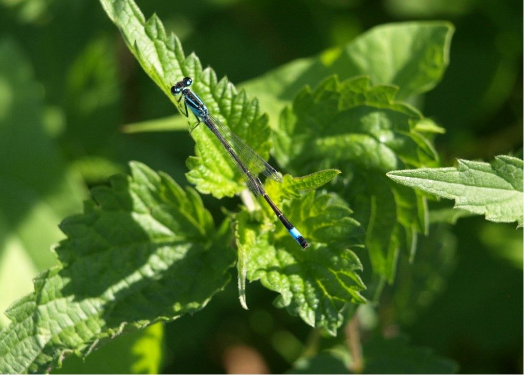 da determinare: Ischnura elegans