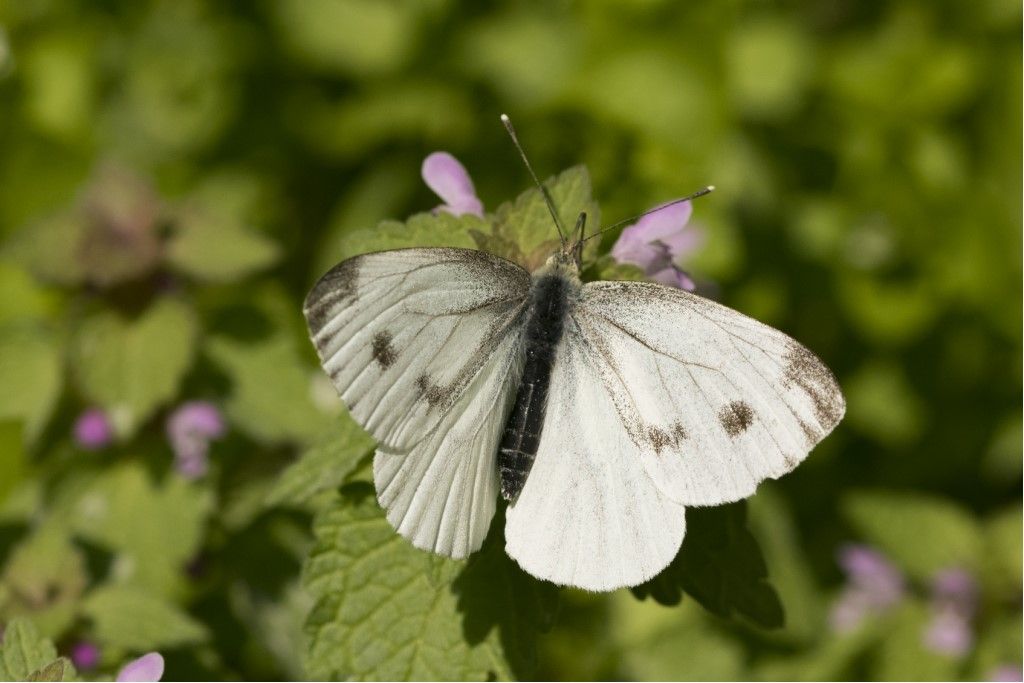 Pieris Napi ?  S, femmina