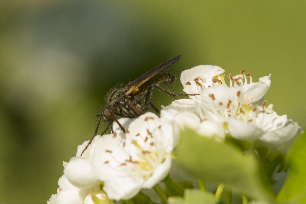 Probabile Empididae da identificare