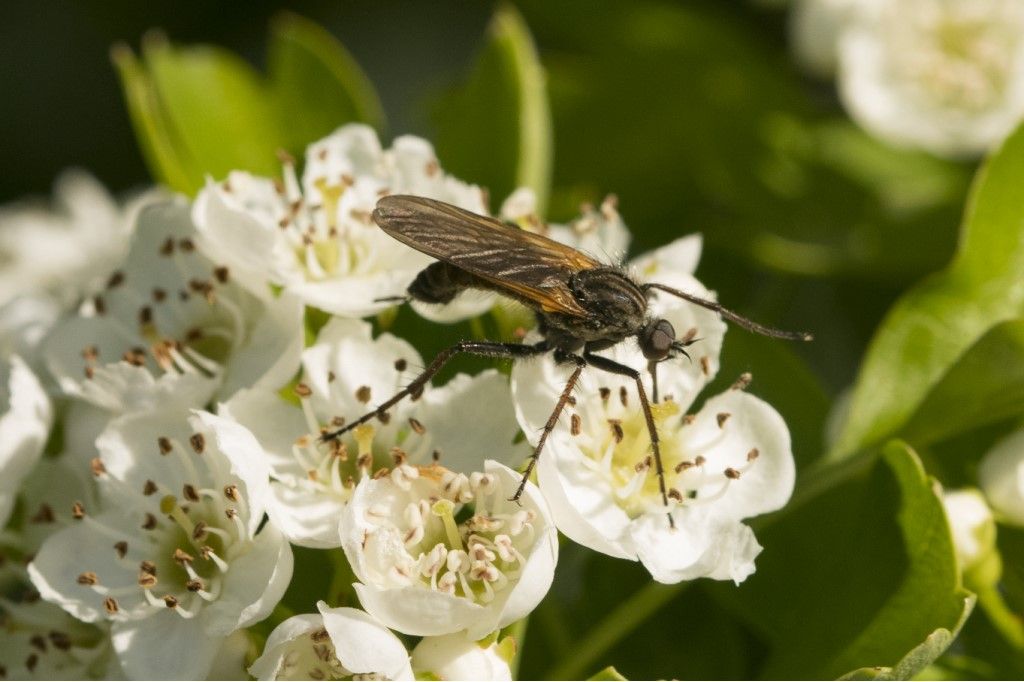 Probabile Empididae da identificare