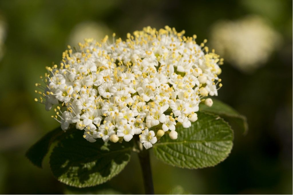 Sambucus ?  No, Viburnum lantana  (Caprifoliaceae)