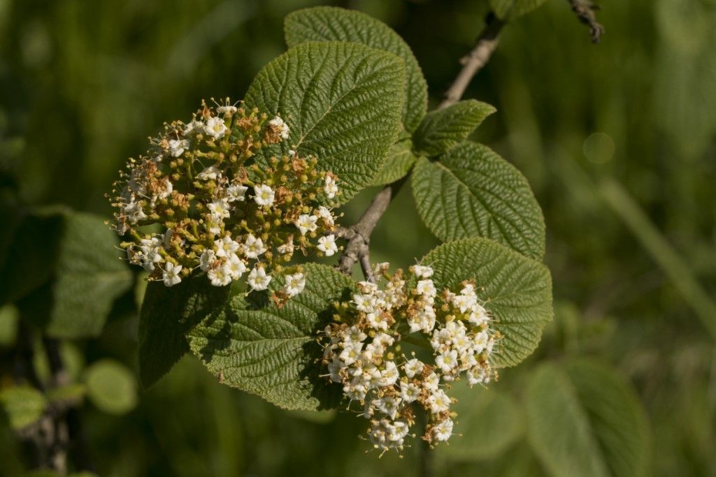 Sambucus ?  No, Viburnum lantana  (Caprifoliaceae)