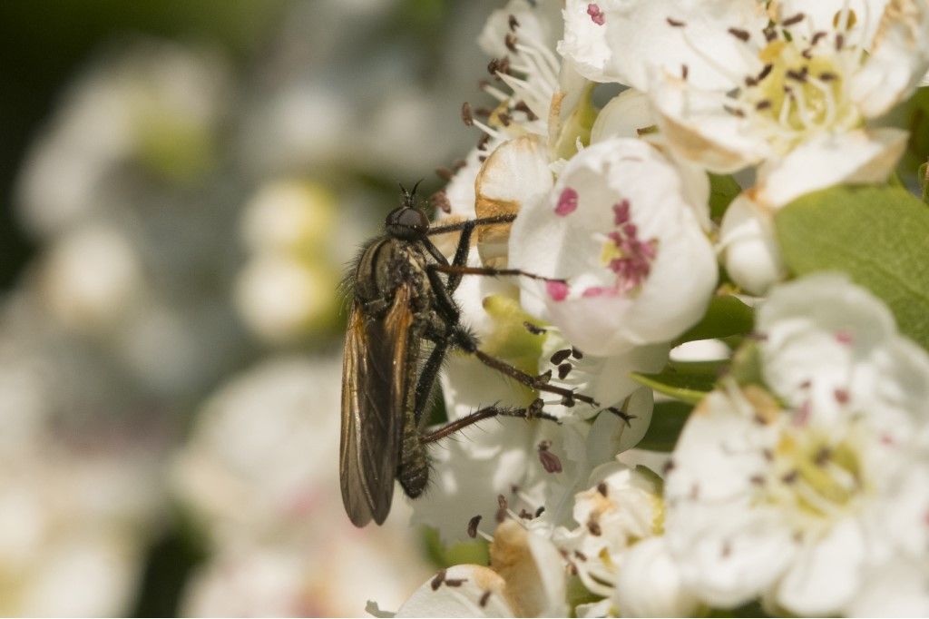 Probabile Empididae da identificare