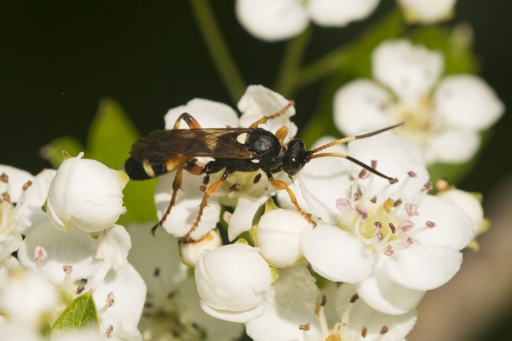 Ichneumonidae da determinare.