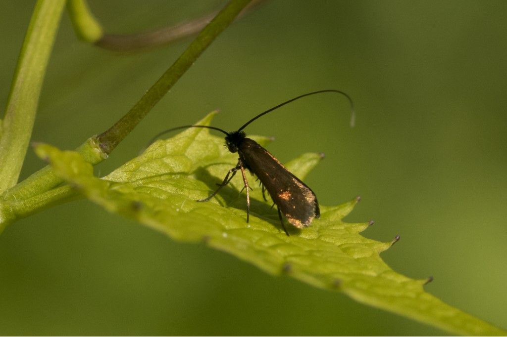 Farfallina da identificare