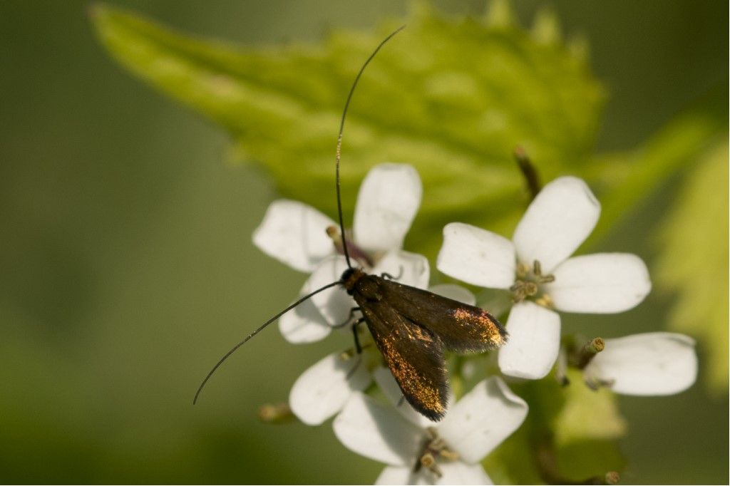 Farfallina da identificare