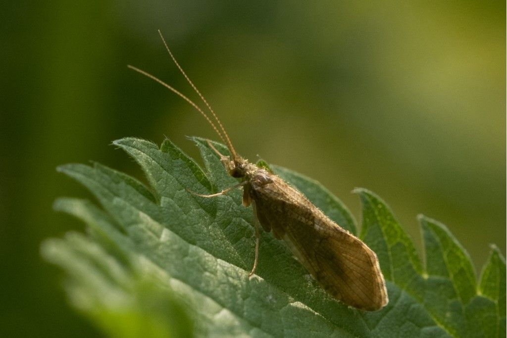 Trichoptera da identificare - Rhyacophila sp.