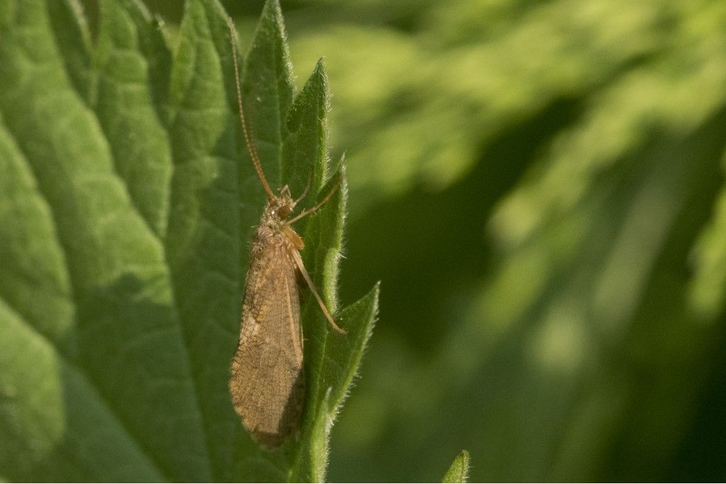 Trichoptera da identificare - Rhyacophila sp.