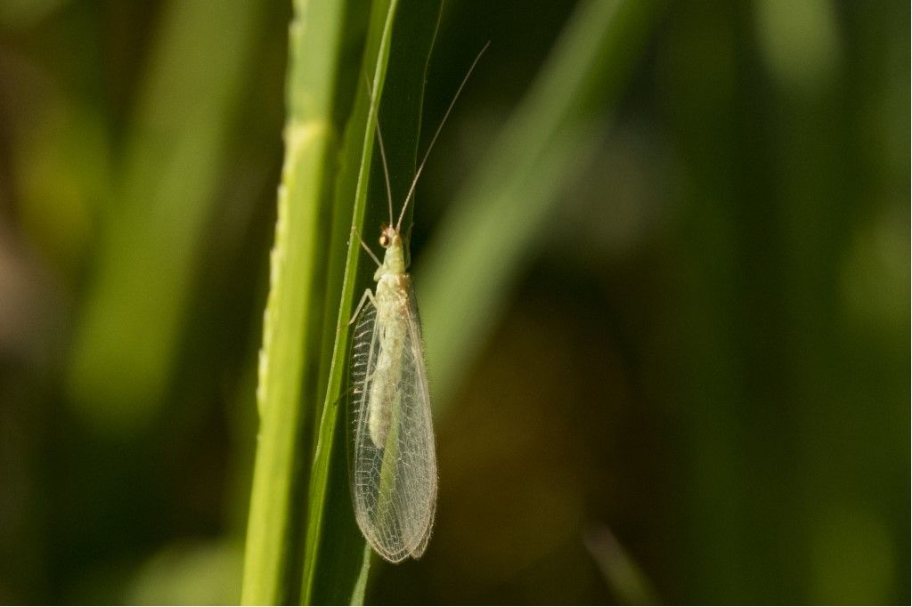 Chrysopidae da identificare