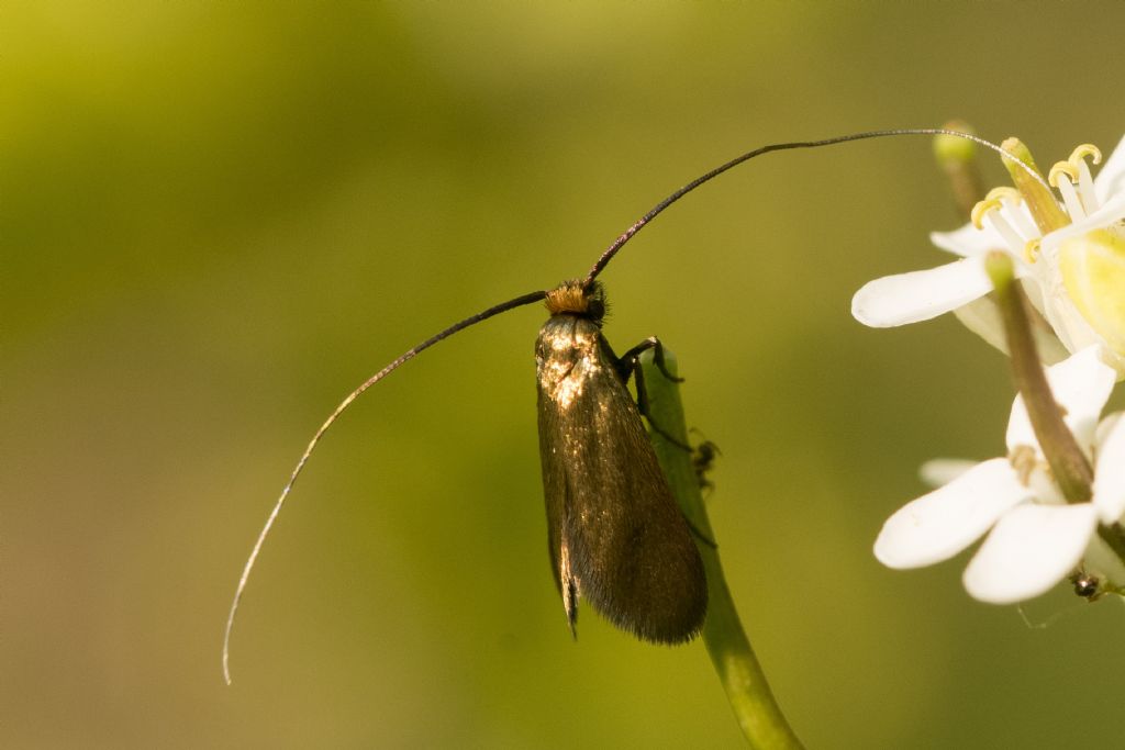 Farfallina da identificare