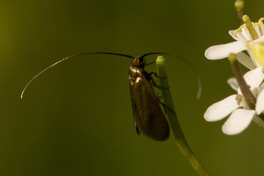 Farfallina da identificare