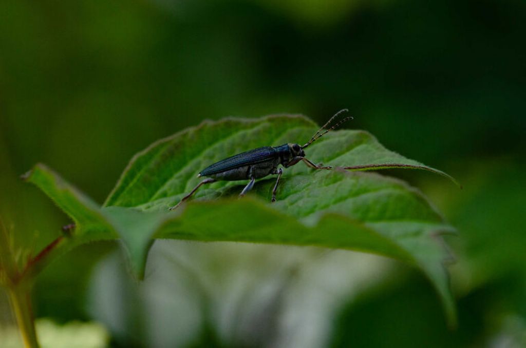 Chrysomelidae: Donacia sp. (femmina di crassipes?)