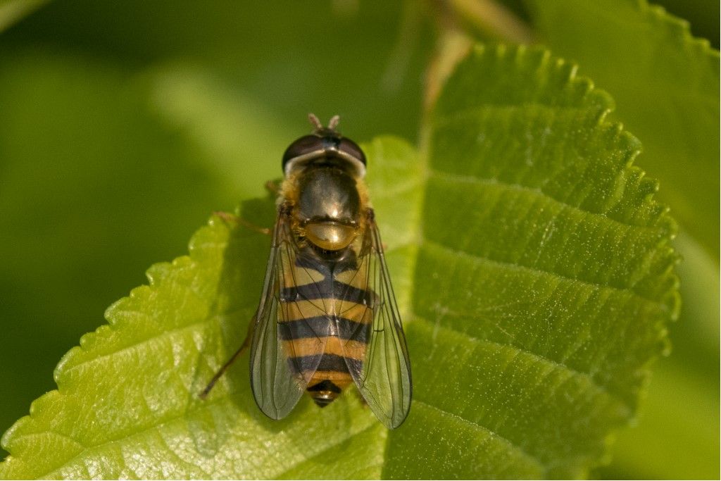Syrphidae: Epistrophe cfr. melanostoma