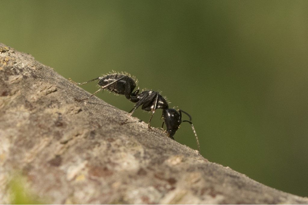 Camponotus vagus ?