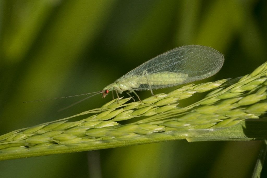 Chrysopidae da identificare