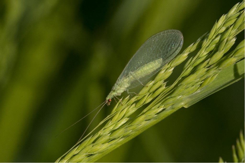 Chrysopidae da identificare