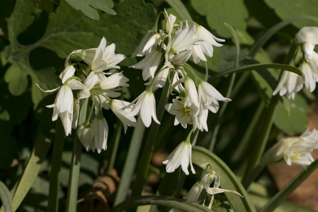 Allium triquetrum