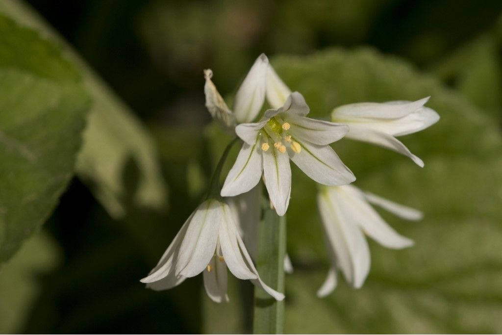 Allium triquetrum