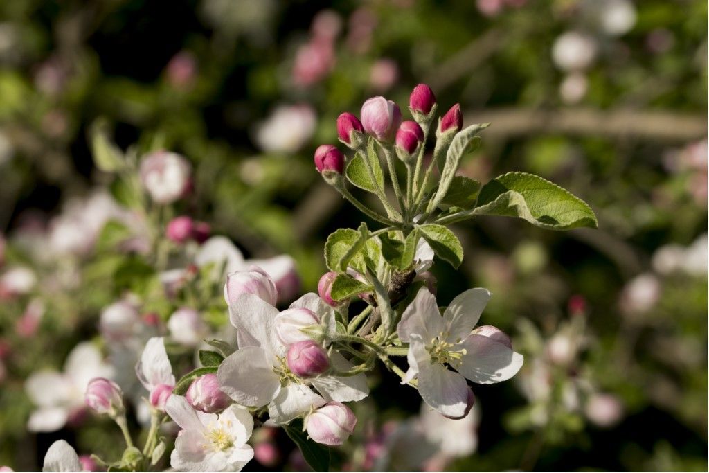 Rosaceae: Malus sp.