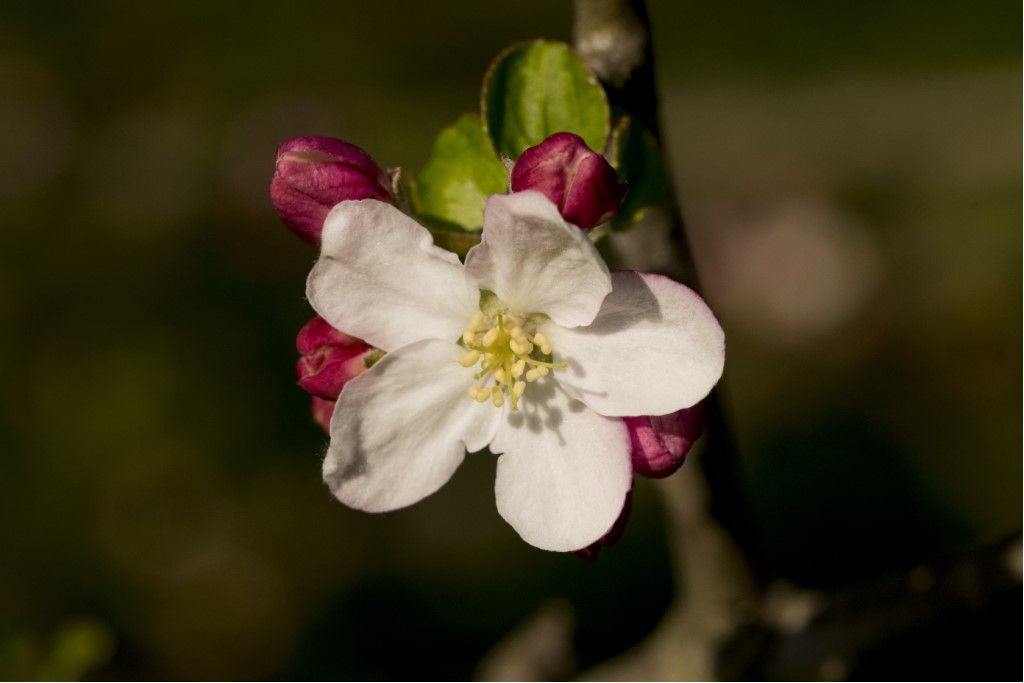 Rosaceae: Malus sp.