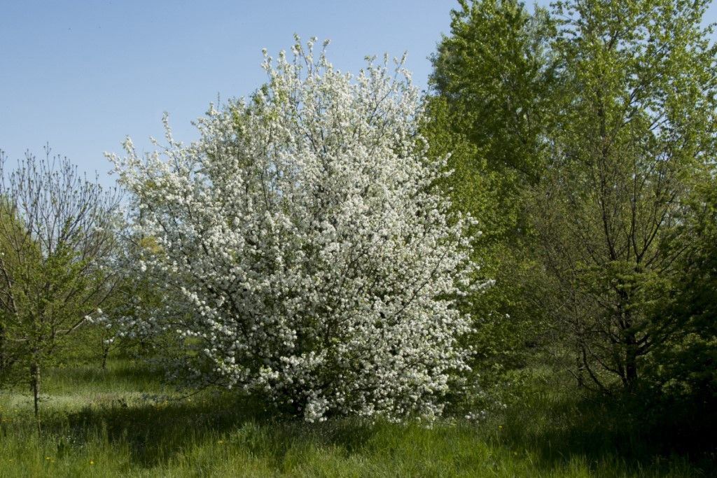 Rosaceae: Malus sp.