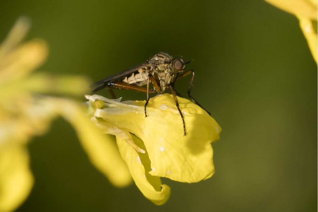 Diptera da determinare