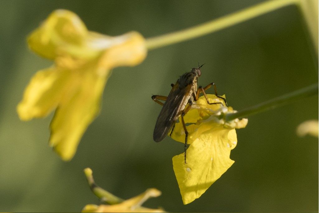 Diptera da determinare