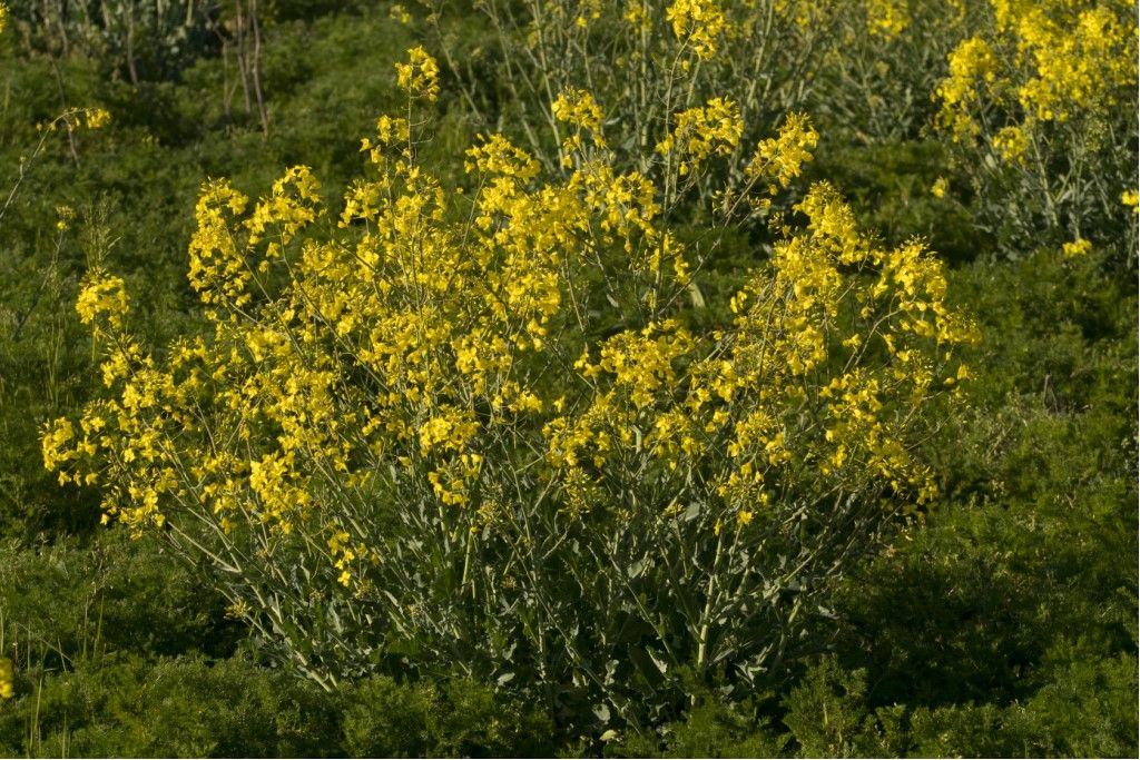 Brassica cfr. napus (Brassicacea, ex Cruciferae)